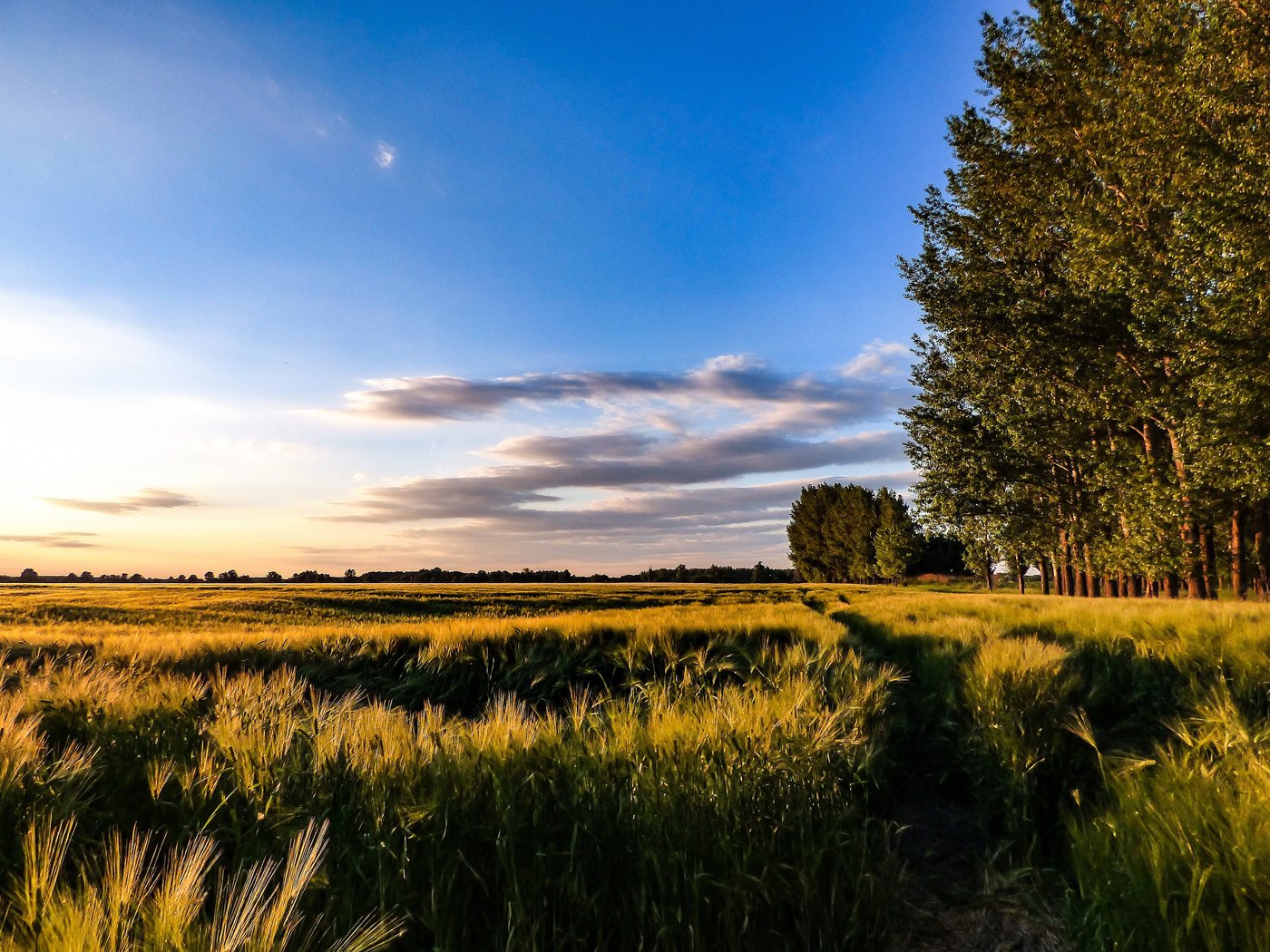 Golden wheat fields at sunset — wide open American landscape