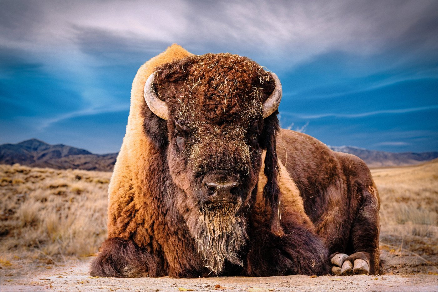 Majestic bison resting on open range — symbol of the American West