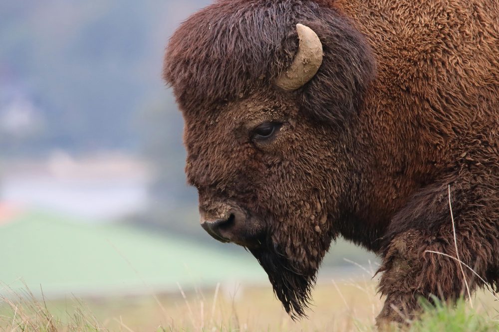 Bison close-up — strength and resilience of the American plains