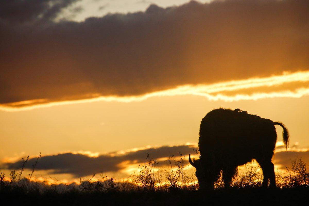 Bison silhouette against dramatic sunset sky — strength and resilience